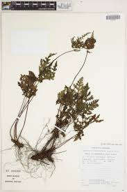 Image result for Cheilanthes angustifrondosa