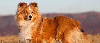 Check out our sheltie puppies selection for the very best in unique or custom, handmade pieces did you scroll all this way to get facts about sheltie puppies? Sheltie Puppies For Sale Greenfield Puppies