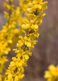 Show Off Forsythia X Intermedia Forsythia Early Spring Flowers Yellow Plants