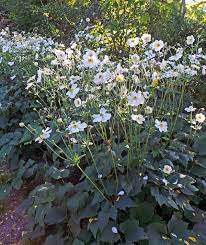 Anemone Honorine Jobert Master Gardener Program Plants Shade Plants Trees To Plant