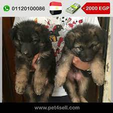 مصر السويس جراوى جيرمن شيبرد لونج هير دباديب ٣٥ يوم pet4sell dogs animals