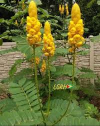 Image result for Carpolobia