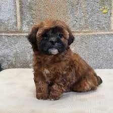 Dusty Shih Poo Puppy For Sale In Mifflinburg Pa Lancaster Puppies Perros Bonitos Perros