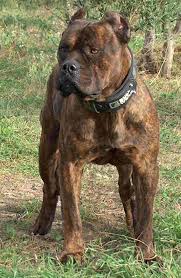 Alano Espanol Mastiff Breeds Large Dog Breeds Kangal Dog