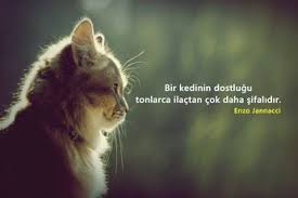 Kedi Sevenler Cat Lovers Topluluk Google Hayvan Sozleri Cute Kittens Kedi
