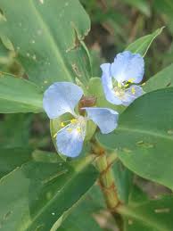Image result for Commelina congesta