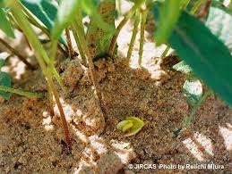 Image result for Vigna subterranea