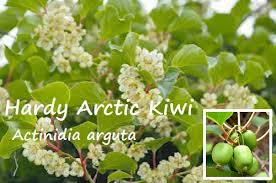 Image result for Landolphia kirkii