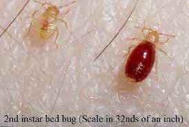 Bed bug bites on girls hand. Baby Bed Bugs Pictures Size And How To Identify Bites