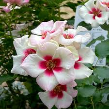 Image result for Polystachya bicarinata