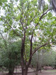 Image result for Tectona