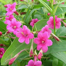 Image result for Jasminum beesianum