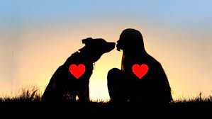 Happy national dog day from some of our furry friends!. International Dog Day A Special Day To Celebrate All Dogs Around The World Oipa