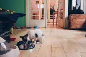 Asociatia habitat for humanity romania isi uneste fortele cu o cafenea din capitala si creeaza un meniu special la care 50% din vanzarile acestuia vor fi donate pentru sprijinirea locuirii decente. Miau BucureÈ™ti RezervÄƒ O MasÄƒ Online Cafenea Din Tineretului