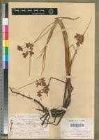 Image result for Pycreus nitidus