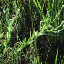 Image result for Sphaeranthus gazaensis