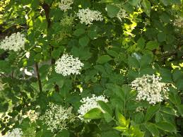 Gegen zahnweh ritzte man das zahnfleisch mit einem holunderspan, den man anschließend unter freundlichem altbewährtes erkältungsmittel: Schwarzes Gold Im Spatsommer Der Holunder Ist Reif