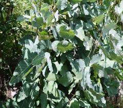 Image result for Adenodolichos