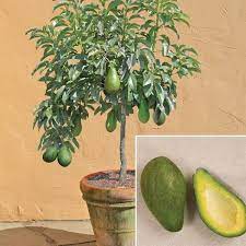 Avocado Day Persea Americana Growing An Avocado Tree Plants Grow Avocado