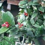 Image result for Ochna atropurpurea