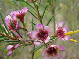 Chamelaucium Flower Label Best Flower Wallpaper