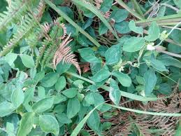 Image result for Macrotyloma