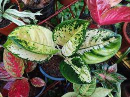 Aglaonema Yellow Cochin Hybrid Houseplants House Plants Hybrids