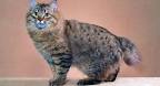 American Bobtails for Sale | Cats on Oodle Classifieds