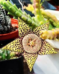 Image result for Orbea rogersii