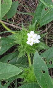 Image result for Crabbea velutina