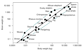 Brain To Body Mass Ratio Wikipedia