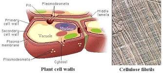 Other vacuoles in plant cells can carry although animal cells contain vacuoles, they do not contain large central vacuoles. Anatomy Of Plants