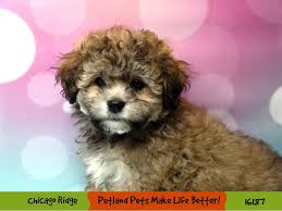 Furrybabies has teddy bear puppies for sale! Teddy Bear Puppies Petland Chicago Ridge