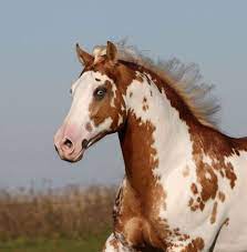 Epingle Par Helene Garcin Sur Critters Paint Horse Cheval Chevaux Sauvages