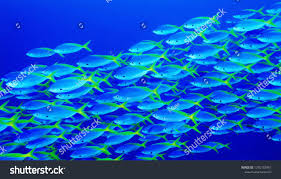 fish in ocean snapper fish school shoal of fish in sea ad ad snapper ocean fish fish ocean quilt ocean fishing snapper fish