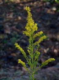 Nebraska State Flower Goldenrod Solidago Serotina Nebraska State Nebraska Goldenrod