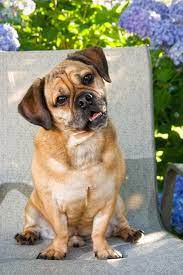 Puggle Wikipedia