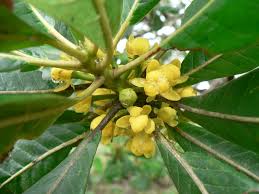 Image result for Uapaca