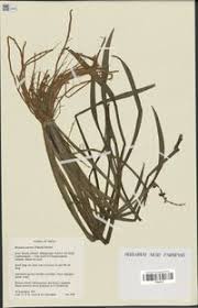 Image result for Wiesneria