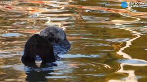 An alluvial river swamp often has water quality very different from that of the adjacent river. Vanished For Generations Otters Return To Iowa As Fisherman Bark Back