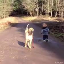 Life Is Beautiful Video Funny Animals Feel Good Videos Dog Waiting