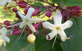 Image result for Clerodendrum ternatum