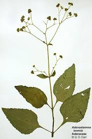 Image result for Adenostemma viscosum