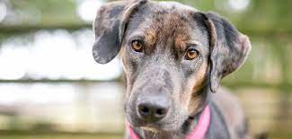 Catahoula Leopard Dog Temperament A Guide To This Energetic Breed