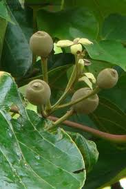 Image result for Hernandiaceae