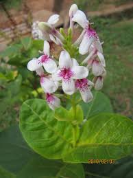 Image result for Pseuderanthemum