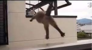Sail Funniest Cat Video Ever Http Youtu Be Awf45u6zrp0 Cat Jump Fail Cat Fails Cats