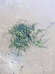 Image result for Zosteraceae