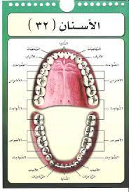 صور مخارج الحروف العربية للدكتور أيمن سويد حفظه الله الإسلام اليوم learn arabic alphabet learn arabic online learning arabic