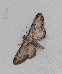 Image result for Eupithecia subumbrata